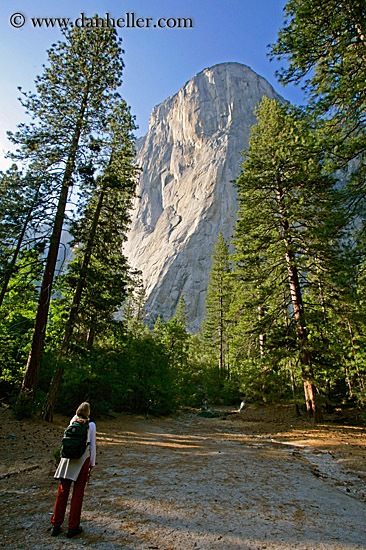 jill-trees-up-mtn.jpg