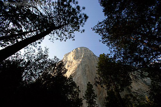 upview-thru-trees.jpg