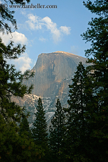 half_dome-n-trees-1.jpg