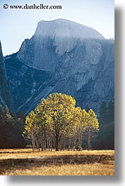 california, half dome, mountains, nature, plants, trees, vertical, west coast, western usa, yosemite, photograph