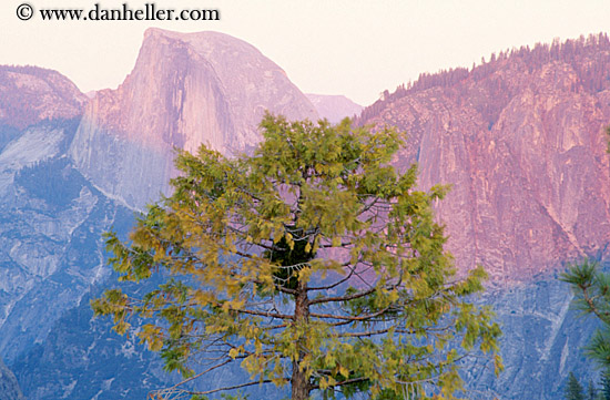 half_dome-n-trees-c.jpg