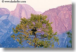 california, half dome, horizontal, mountains, nature, plants, sky, sun, sunsets, trees, west coast, western usa, yosemite, photograph