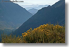 california, flowers, horizontal, layered, mountains, nature, west coast, western usa, wildflowers, yosemite, photograph