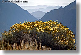 california, flowers, horizontal, layered, mountains, nature, west coast, western usa, wildflowers, yosemite, photograph