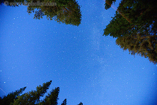 stars-n-trees-1.jpg