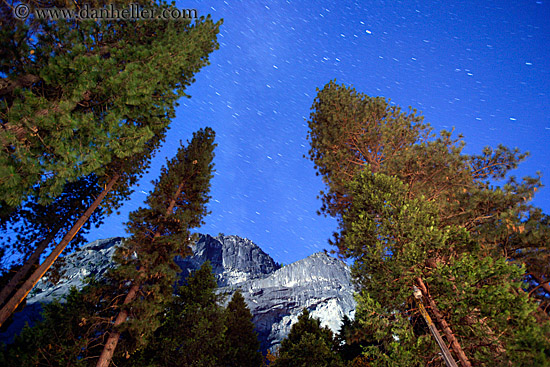 stars-n-trees-2.jpg