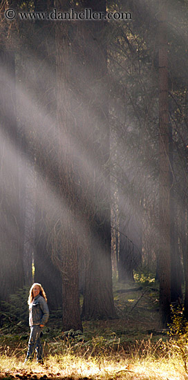 forest-sunrays-06.jpg