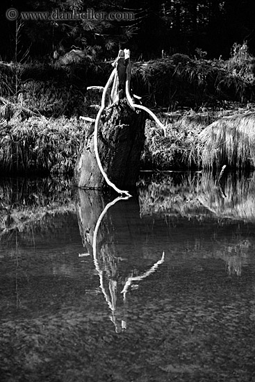 branch-reflection-bw.jpg