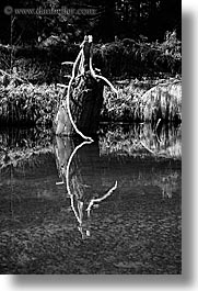 black and white, branches, california, nature, plants, reflections, scenics, trees, vertical, water, west coast, western usa, yosemite, photograph