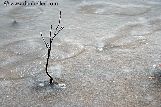 branches-in-ice-4.jpg