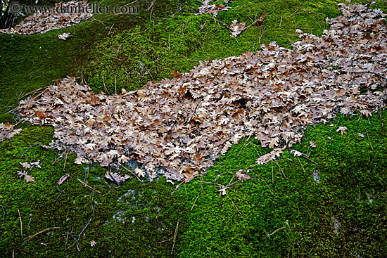 bunches-of-leaves.jpg