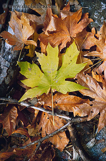 fall-leaves.jpg