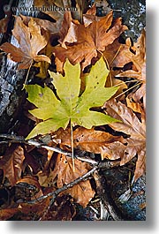 california, fall foliage, falls, leaves, nature, trees, vertical, west coast, western usa, yosemite, photograph