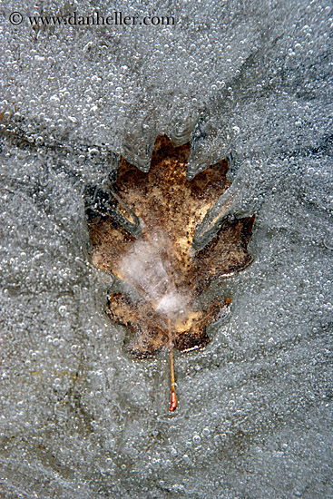 leaf-in-ice-3.jpg