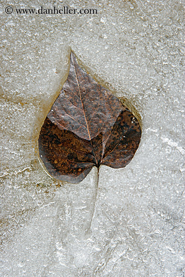 leaf-in-ice-6.jpg
