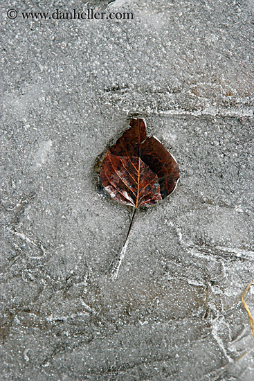 leaf-in-ice-7.jpg