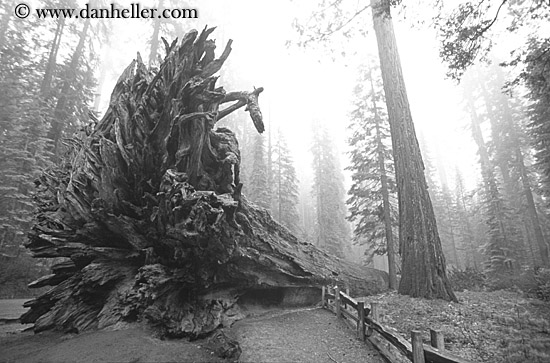 fallen-sequoia-bw.jpg