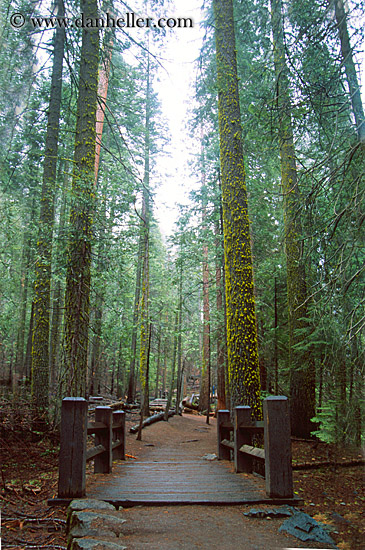 sequoia-bridge.jpg