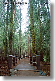bridge, california, fog, nature, paths, plants, redwood trees, redwoods, sequoia, trees, vertical, west coast, western usa, yosemite, photograph