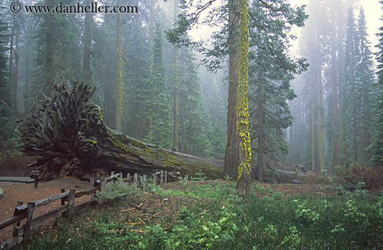 sequoia-forest-1.jpg