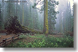 california, fog, forests, horizontal, nature, paths, plants, redwood trees, redwoods, sequoia, trees, west coast, western usa, yosemite, photograph