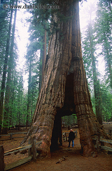 sequoia-hole.jpg