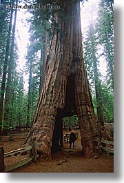 california, holes, men, nature, people, plants, redwood trees, redwoods, sequoia, trees, vertical, west coast, western usa, yosemite, photograph