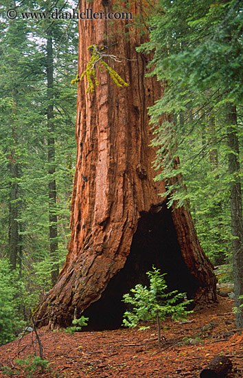 sequoia-sapling-1.jpg