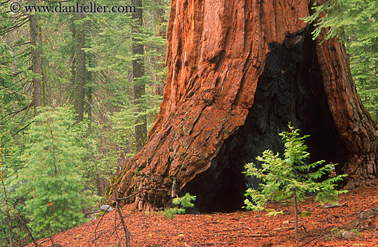 sequoia-sapling-2.jpg