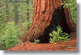 california, horizontal, nature, plants, redwood trees, redwoods, sapling, sequoia, trees, west coast, western usa, yosemite, photograph