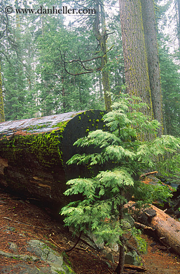 sequoia-sapling-3.jpg