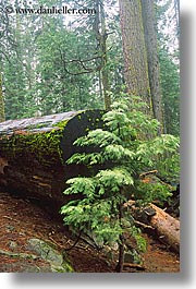 california, nature, plants, redwood trees, redwoods, sapling, sequoia, trees, vertical, west coast, western usa, yosemite, photograph