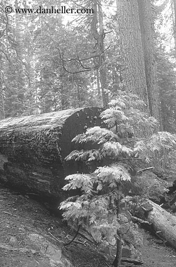 sequoia-sapling-bw.jpg
