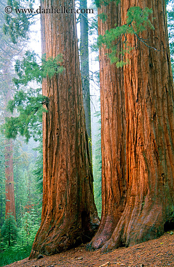 sequoia-trio.jpg
