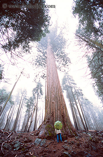 sequoia-umbrella.jpg