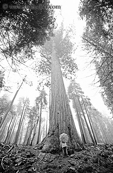 sequoia-umbrella-bw.jpg
