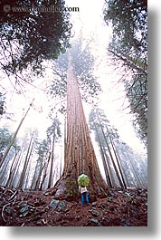 california, fog, nature, people, plants, redwood trees, redwoods, sequoia, trees, umbrellas, vertical, west coast, western usa, yosemite, photograph