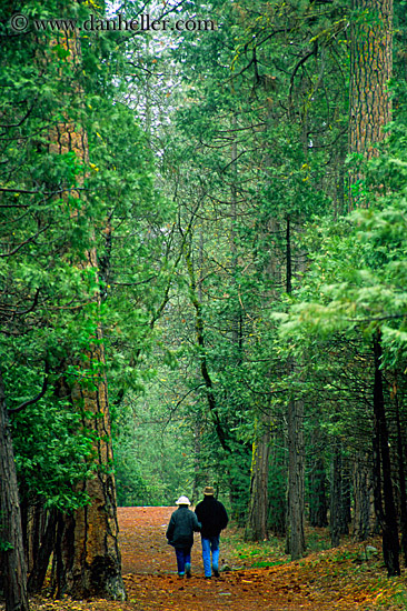 sequoia-walk-1.jpg