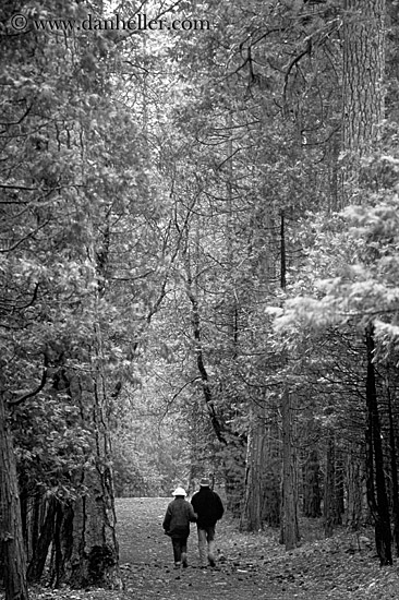 sequoia-walk-1-bw.jpg