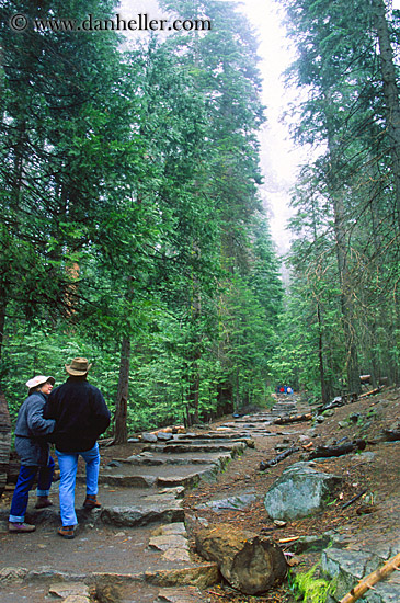 sequoia-walk-2.jpg