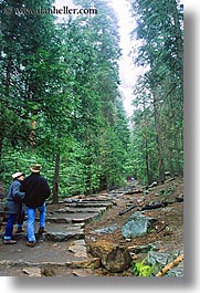 california, couples, nature, paths, people, plants, redwood trees, redwoods, sequoia, trees, vertical, walk, west coast, western usa, yosemite, photograph