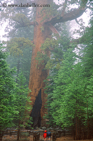 sequoia-walk-3.jpg