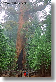 california, couples, nature, people, plants, redwood trees, redwoods, sequoia, trees, vertical, walk, west coast, western usa, yosemite, photograph