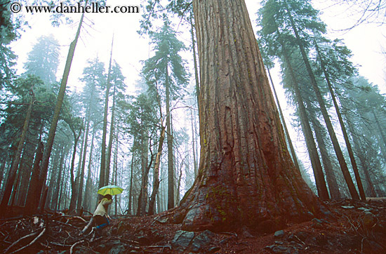 sequoia-walk-4.jpg