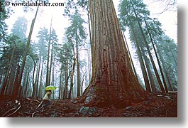 california, fog, horizontal, nature, people, plants, redwood trees, redwoods, sequoia, trees, walk, west coast, western usa, yosemite, photograph