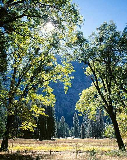 arched-trees-b.jpg