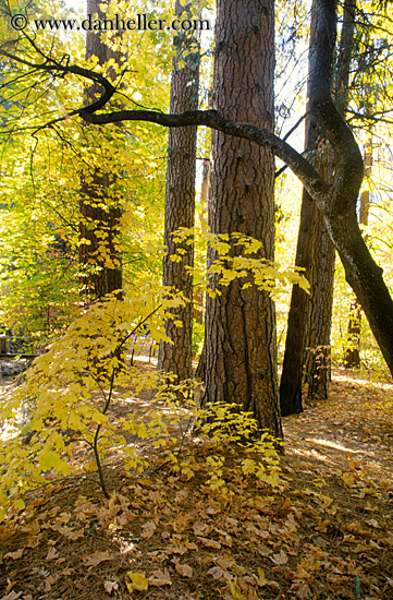 arched-trees-d.jpg