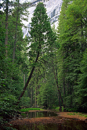 curved-tree.jpg