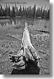 black and white, california, dogs, lakes, logs, nature, plants, trees, vertical, west coast, western usa, yosemite, photograph