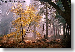 california, fall foliage, falls, foliage, horizontal, nature, plants, sky, sun, sunbeams, sunrays, trees, west coast, western usa, yosemite, photograph